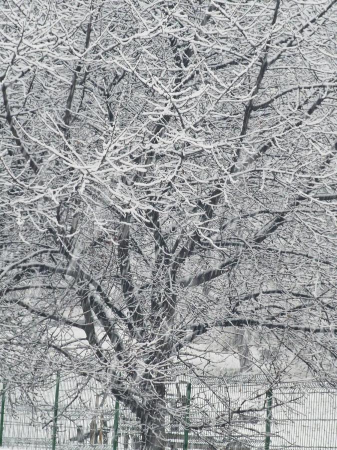 Pensiunea Ricky Căpăţîneni-Ungureni Exteriér fotografie